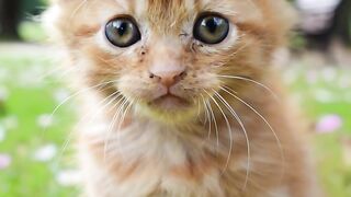 Cute cats 46
