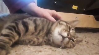 Rescue cat, Bambi. Happy in her new forever home.