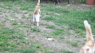 Stray Cat Arnold Under Close Surveillance