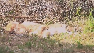 Maggie and Merlin Full bellies, safe and happy