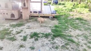 Working At Catnip Hall Cat Sanctuary