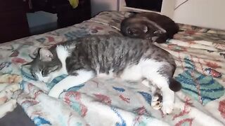 Freddy the rescue cat  dreaming about food.