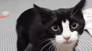 Crazy cats!