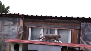 Pebbles with stunts from Grey Grey