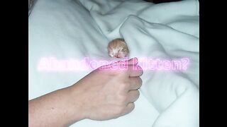 How to raise an abandoned kitten