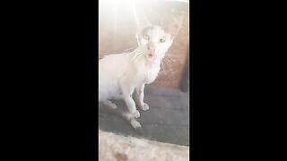 My Cat, Mr Marengo's, Life In Pictures