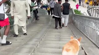 Corgi on a Skateboard: Conquering the Stairs!"