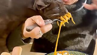 Funny cats behavior