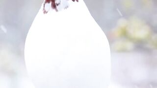 Snow birds