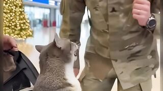 Amazing cats 31