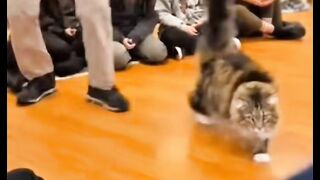 Amazing cats 33