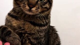 Sweet Moments With My Favorite Tabby Cat and Five