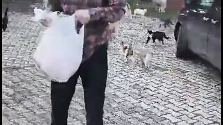 Amazing cats 34