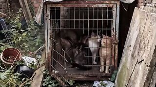 Amazing cats 36