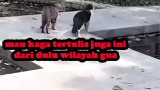 tuh kan di marahi mama - Tigerasia88