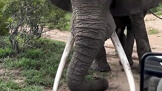 waspada Ketika seekor gajah Afrika menggaruk tanah