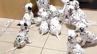 #puppies Dogs