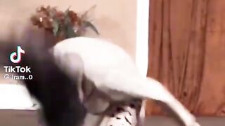 Dedar Multan super star ⭐ stag darma dance clip