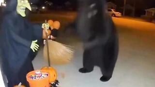 Funny videos