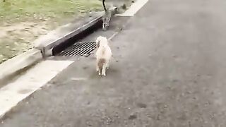 The streets are NOT safe for him anymore... wait for it!