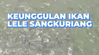 Keunggulan ikan lele Sangkuriang