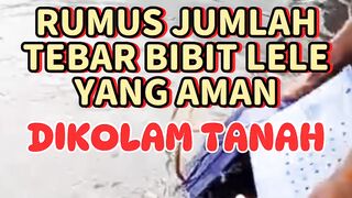Aman sampai panen❗Ini rumus jumlah tebar bibit lele dikolam tanah