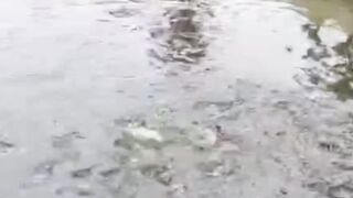 Cara mudah sterilisasi air kotor untuk budidaya lele