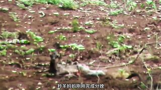 Leopards use baby antelopes to lure and capture mother antelopes
