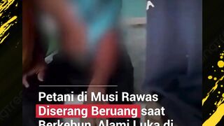petani di musi