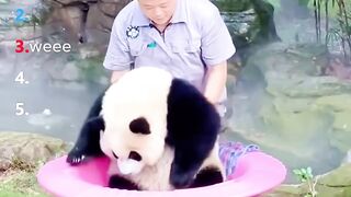 Ranking Best Panda Moments #shorts