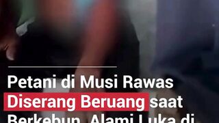 SEORANG PETANI DISERANG SEEKOR BERUANG LIAR