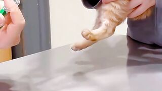Giving medicine to a cat