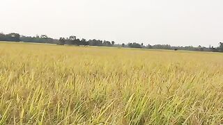 বাংলাদেশের গ্রামের প্রকৃতির অপরূপ দৃশ্য