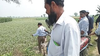 Summer Onion Cultivition System