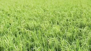 সোনালী ধানের মাঠে বাংলার গ্রামীণ সৌন্দর্য