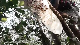 মধু সংগ্রহ 4