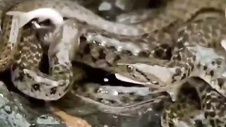 ???????????? Checkered Keelback – The Aquatic Hunter of Asia ????⚡ The snake appears to be a Checkered Keelback . ???? #ismailDona