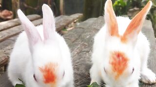 My Cute rabbit ????????