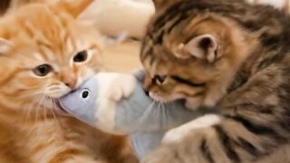 Two Cute Kittens Lose Their Toy to a Puppy