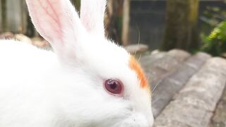 My cute rabbit.
