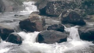 The nature 7