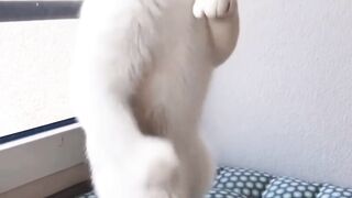 Boxer cat ???? is so angry ????