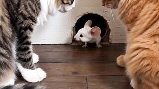 POV: you were ready to catch the mouse... but the mouse had bigger confidence than everyone in the room  Who was more shocked