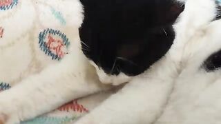 A clean Bean