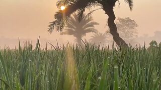 এই দেশ আমার প্রাণ।