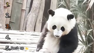 Ranking cute panda Moments