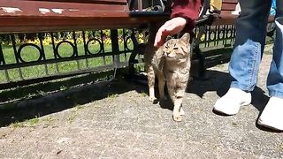 The friendly young tabby cat in the park