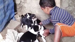 কুকুরটার attitude দেখলে অবাক হবা ????”