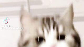 Funny cat 341