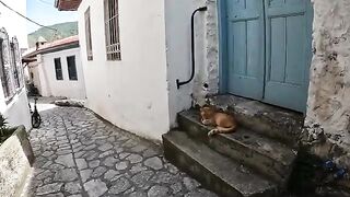 An extremely lazy cat that doesn't even move to eat